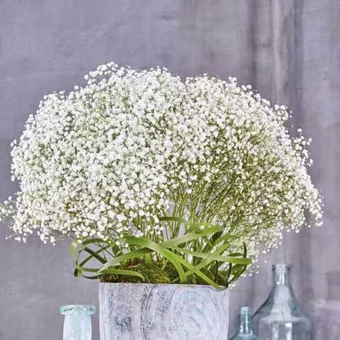 بذر گل عروس گچ دوست سفید (ژیپسوفیل)