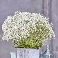 بذر گل عروس گچ دوست سفید (ژیپسوفیل)