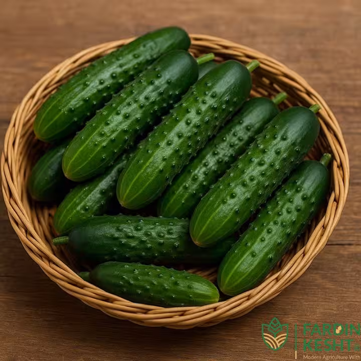 بذر خیار مینی خاردار AZ85 هیبرید بسته 10 عددی