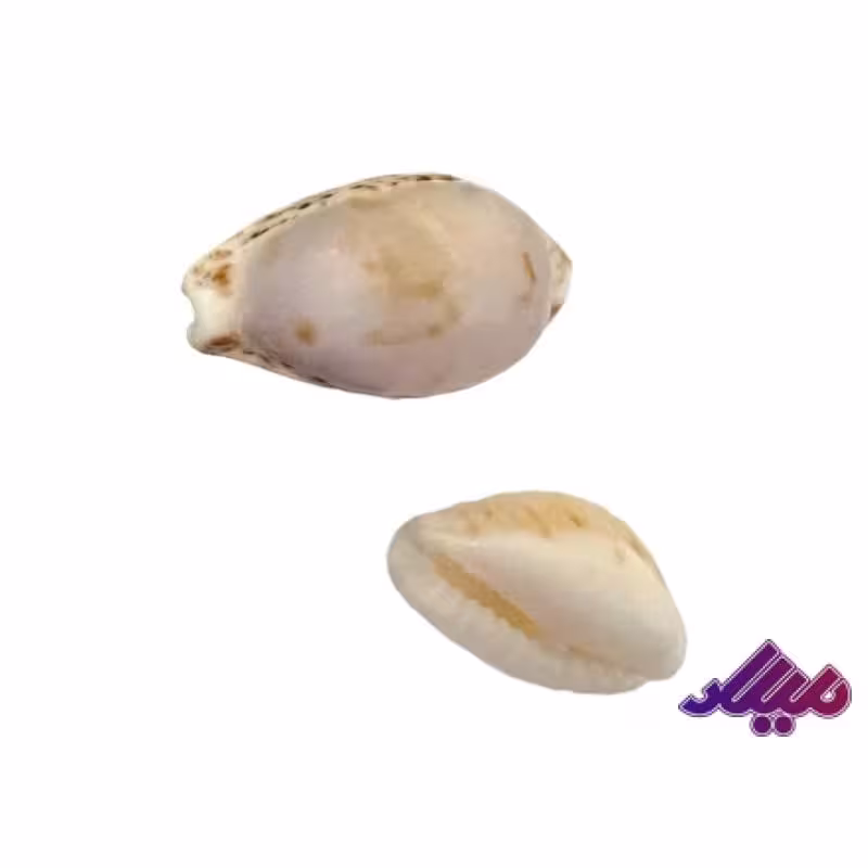 صدف کد 1170004