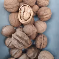 گردو کاغذی درجه یک