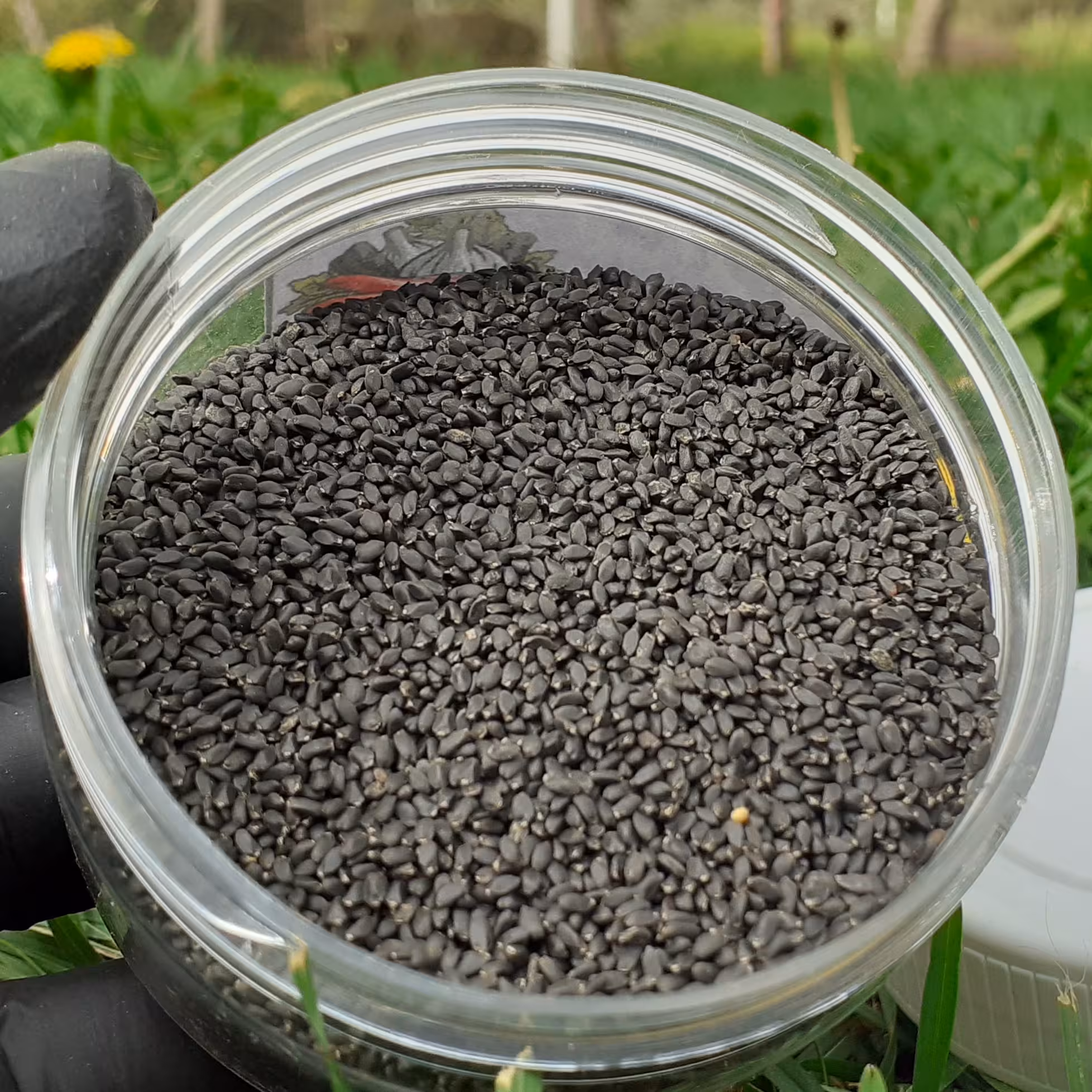 تخم شربتی ریحان هندی ممتاز 200 گرمی 