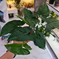 گیاه خاص سینگونیم سبز اورگرین