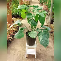 گیاه آپارتمانی برگ انجیری مونسترا