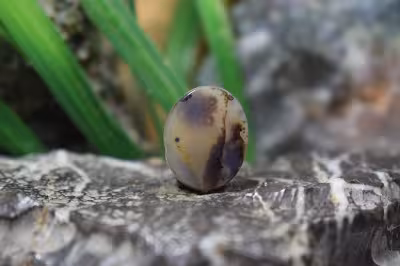 عقیق شجر برزیل