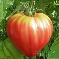 بذرگوجه فرنگی قلبی صورتی درشت آمریکایی بسته 10 عددی