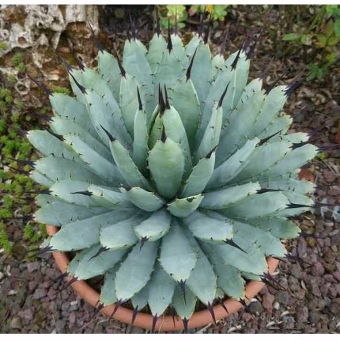 بذر گیاه زینتی آگاو ماکروآکانتا (Agave Macroacantha) برای کاشت