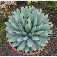 بذر گیاه زینتی آگاو ماکروآکانتا (Agave Macroacantha) برای کاشت