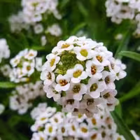 بذر گل صابونی  سفید