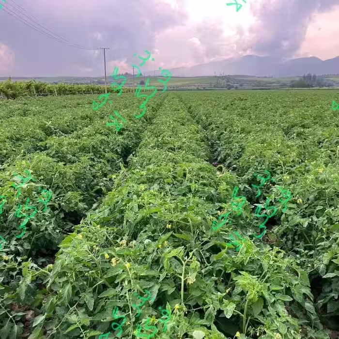 بهترین ارقام گوجه گرد