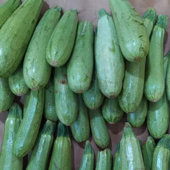 کدو سبز ممتاز