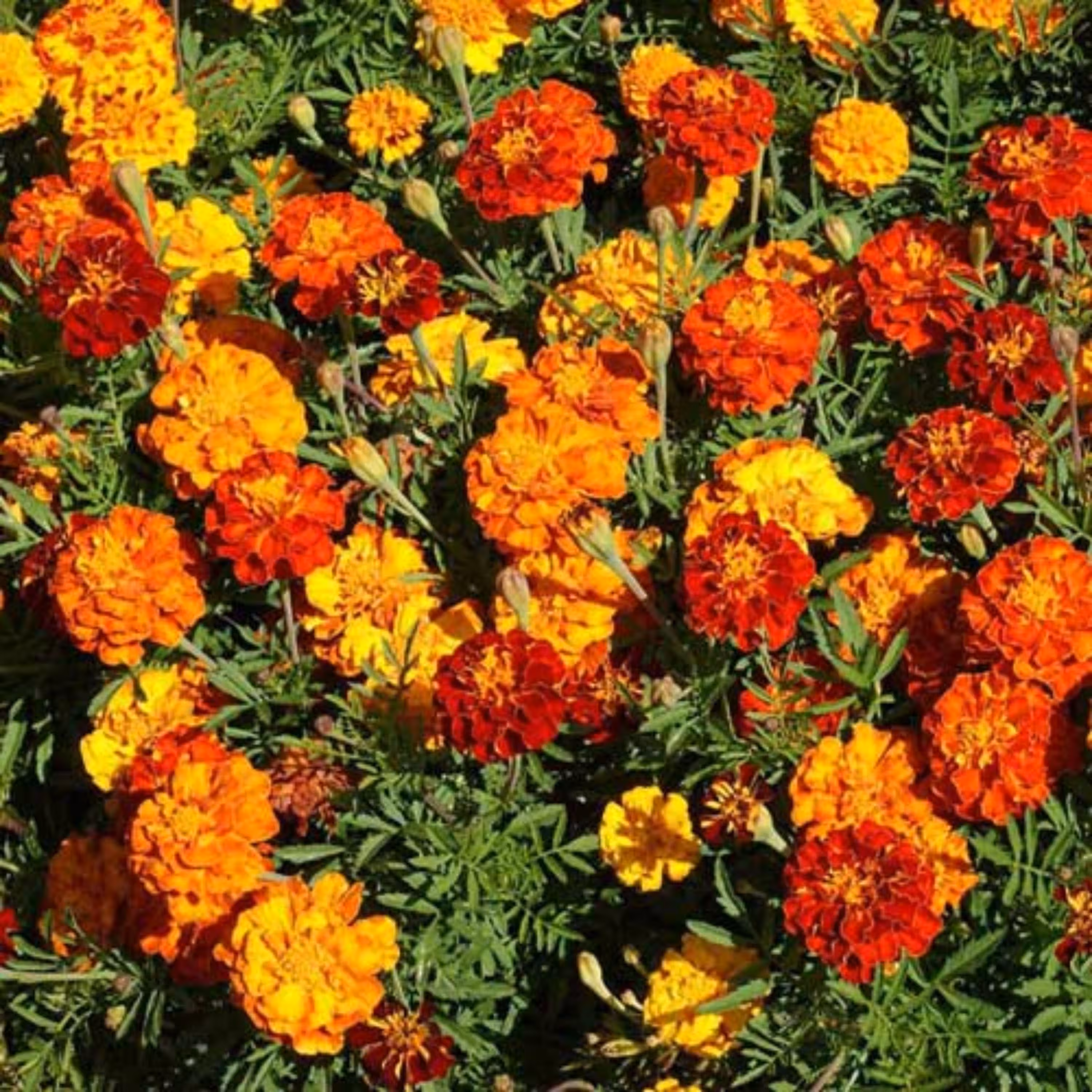 گل جعفری فرانسوی (40 بذر)