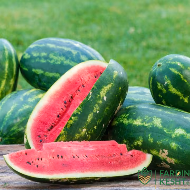 بذر هندوانه کریمسون هیبرید 1032 بسته 10 عددی