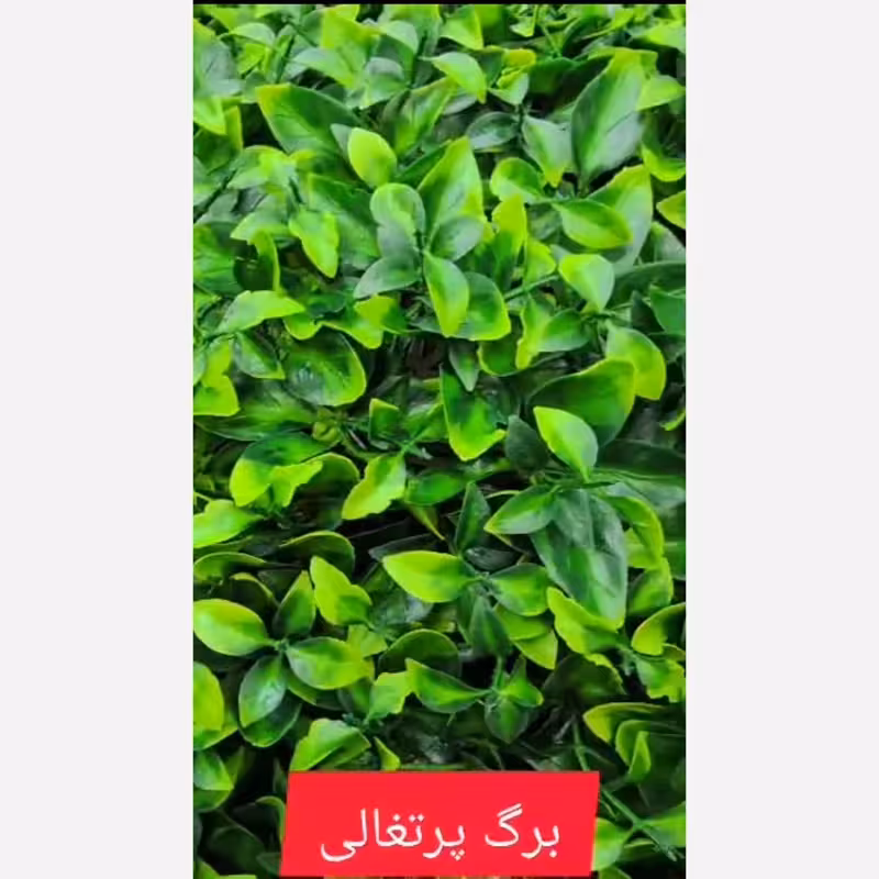 گرین وال برگ پرتغالی ابعاد 50در50 cm (دیوار سبز/گرینوال)(پس کرایه)