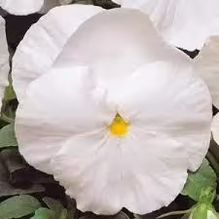 بذر گل بنفشه سفید (یک گرمی )