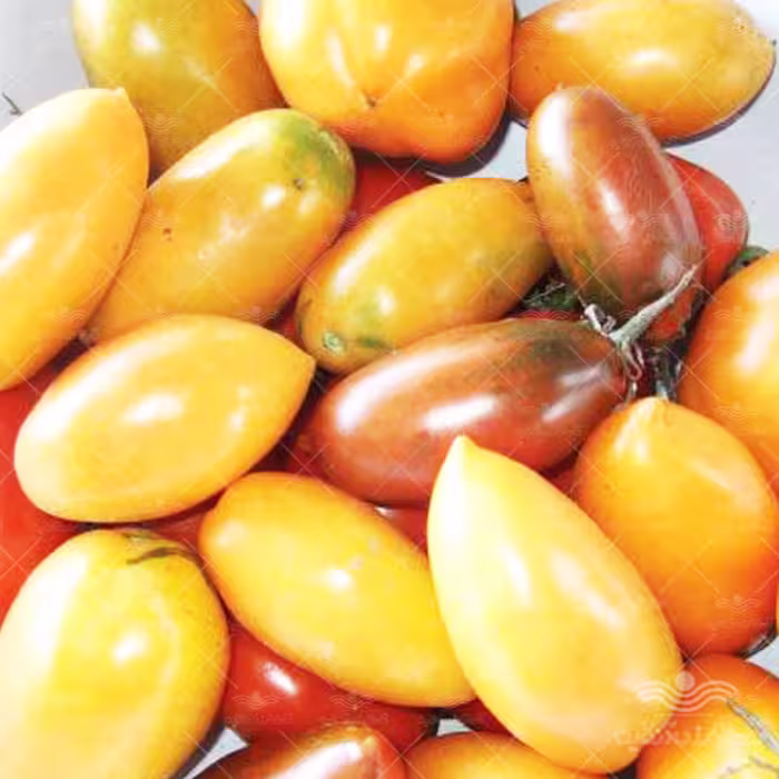بذر گوجه فرنگی موزی نارنجی