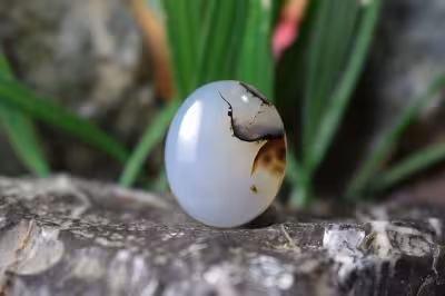 عقیق شجر برزیل