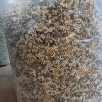 بابونه جیکا