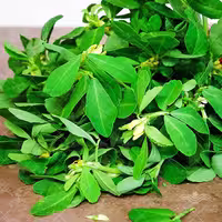 بذر شنبلیله شرکت عنبری