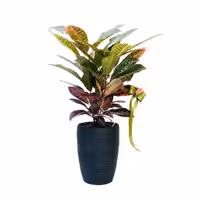 کروتون آتشین S152