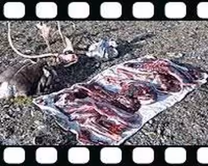 فیلم آموزشی از شکار تا فریزر (روش سلاخی - زبان اصلی)