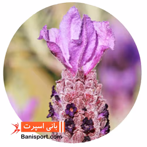 روغن ماساژ اسطوخدوس