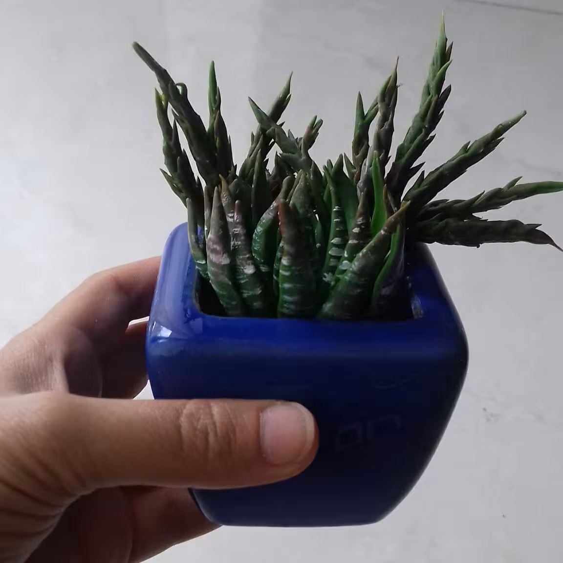 گلدان کاکتوس 4