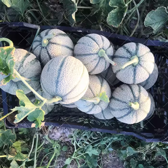 بذر ملون گلخانه ای جگوار خانگی