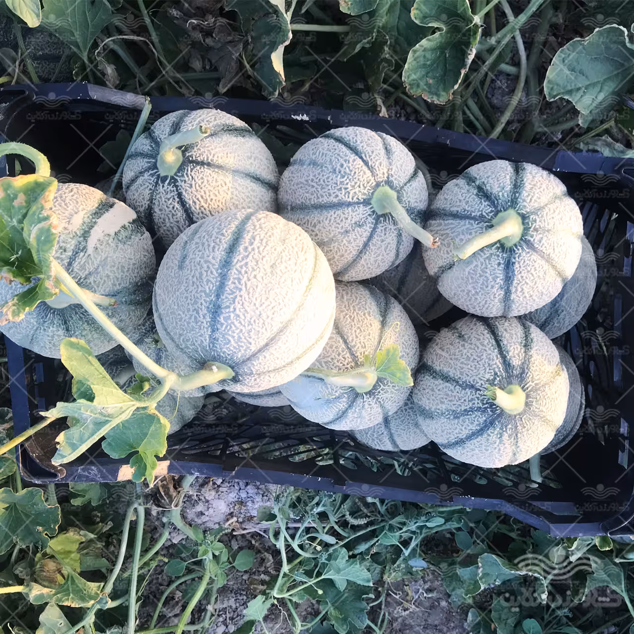 بذر ملون گلخانه ای جگوار خانگی