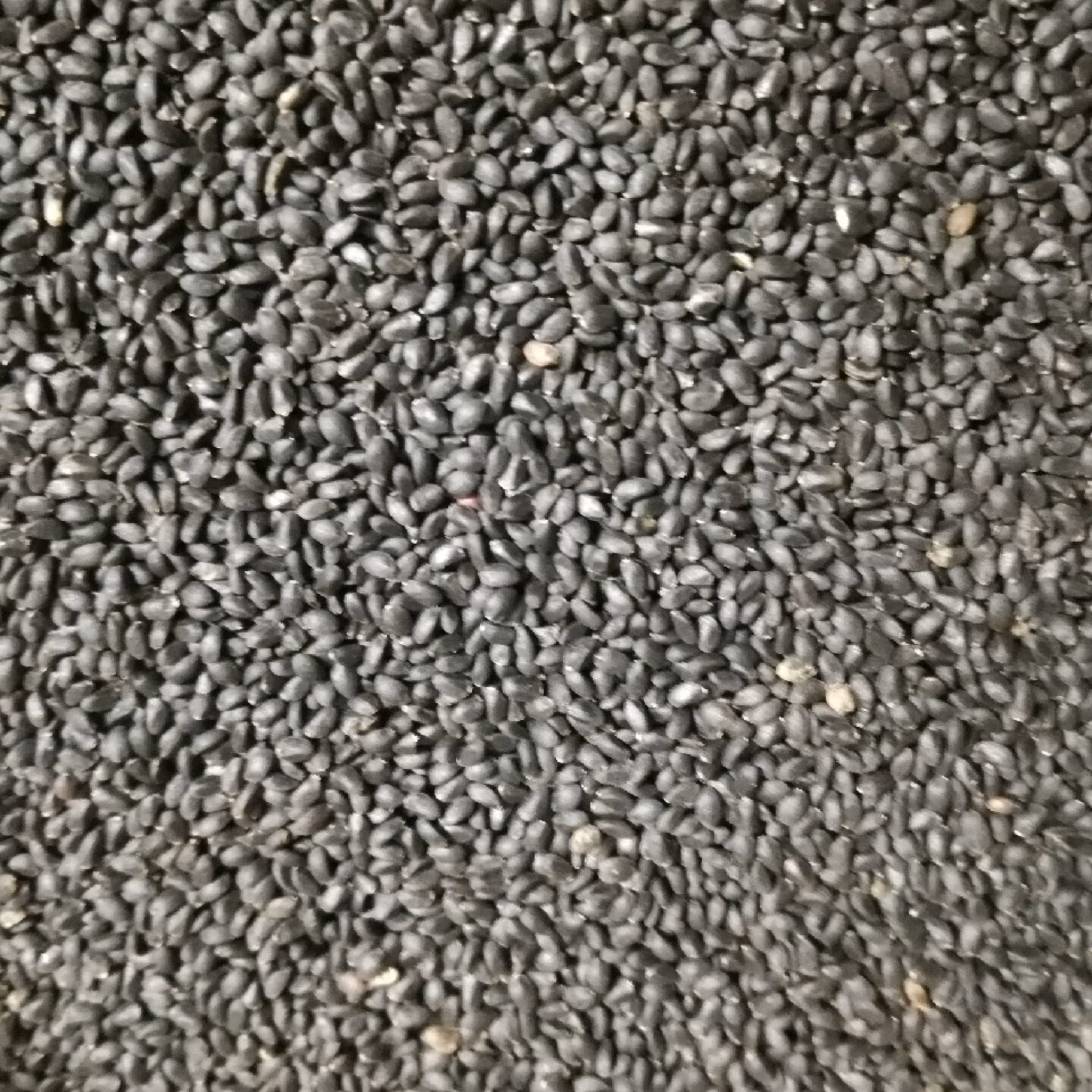 تخم شربتی درشت اعلاء 250 گرمی