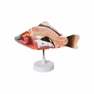بازی آموزشی طرح مولاژ ماهی مدل ASM50