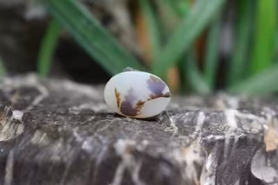 عقیق شجر برزیل