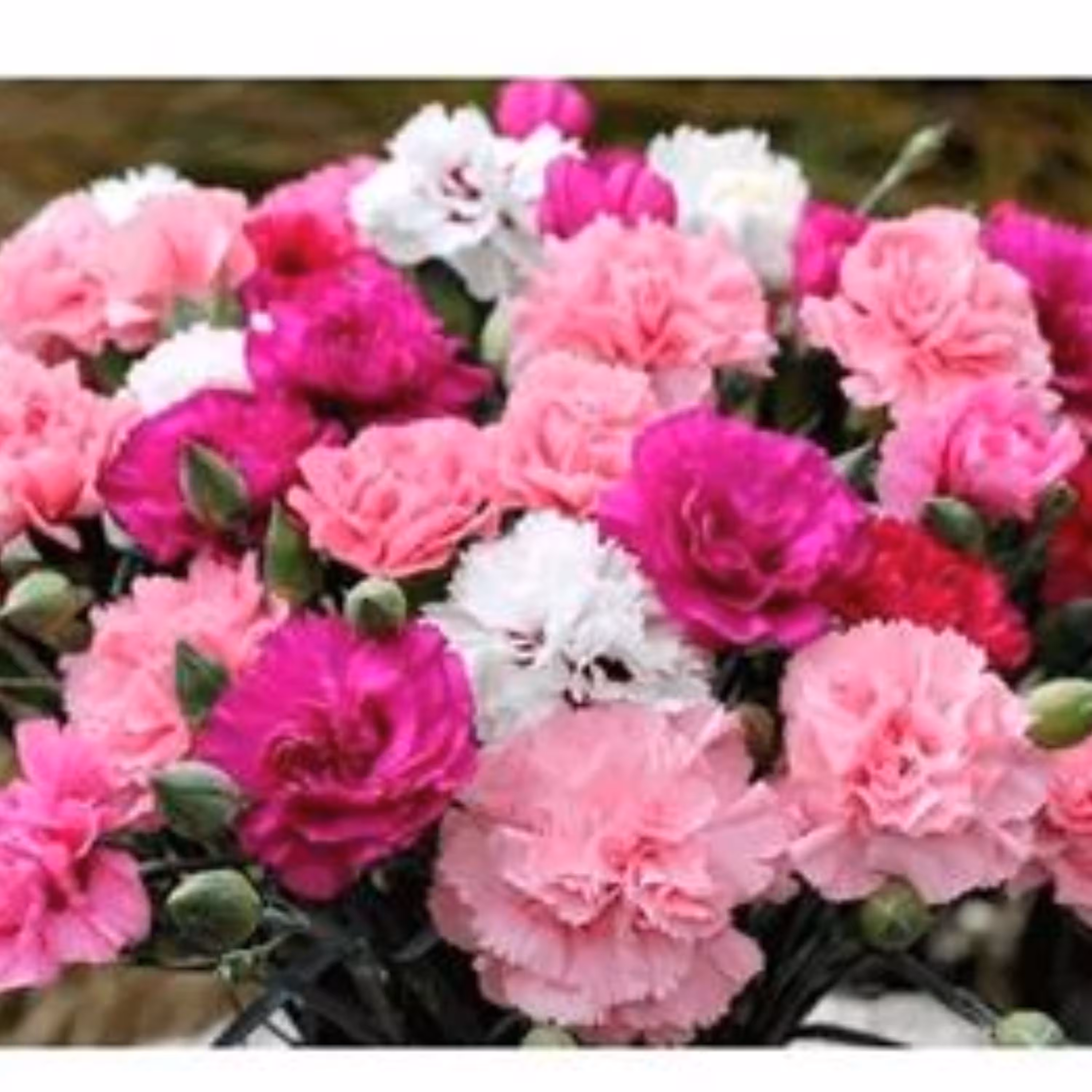 بذر میخک پلوماریس میکس 20 عددی 