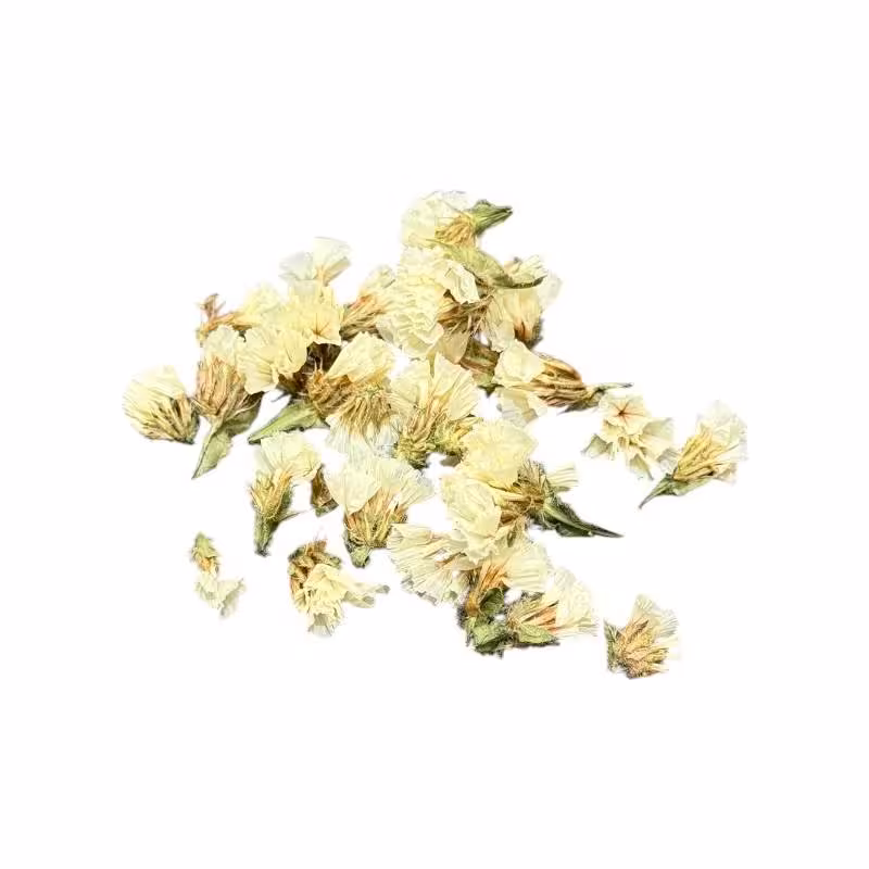 گل خشک شیپوری سفید کد G15