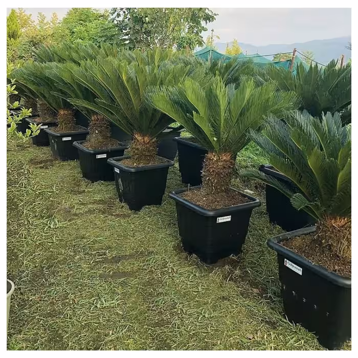 گلدان گلپونه مدل پلاستیکی مربع کد 119