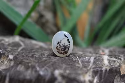 عقیق شجر برزیل