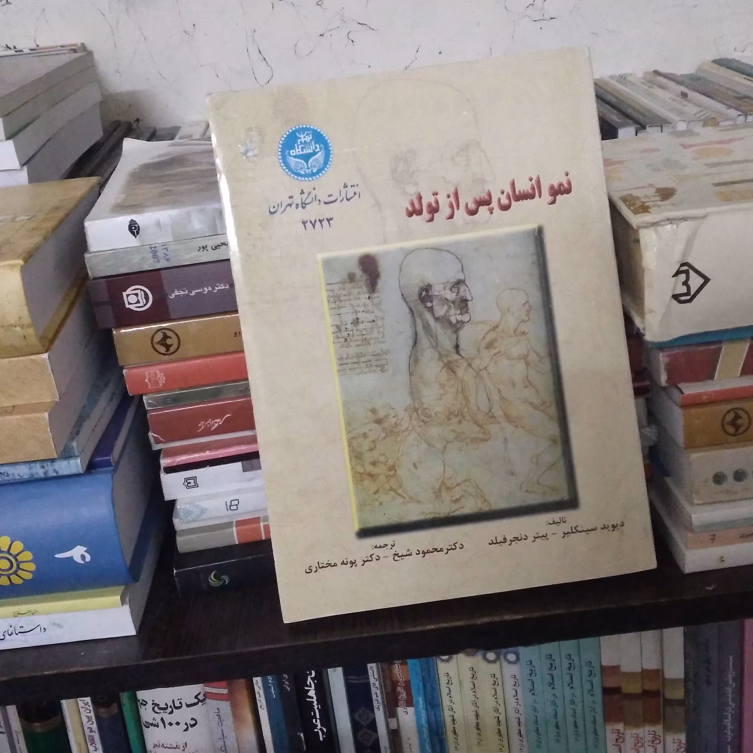 نمو انسان پس از تولد