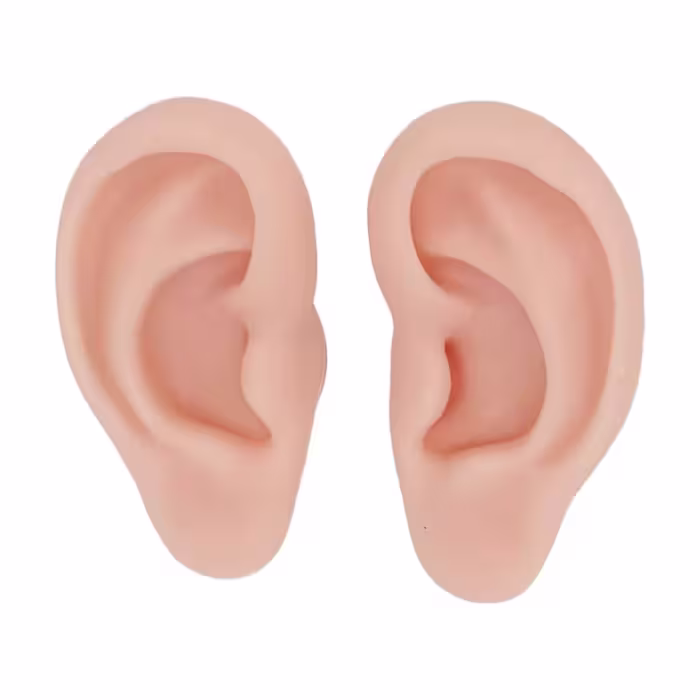 مولاژ گوش ( مدل و ماکت گوش )