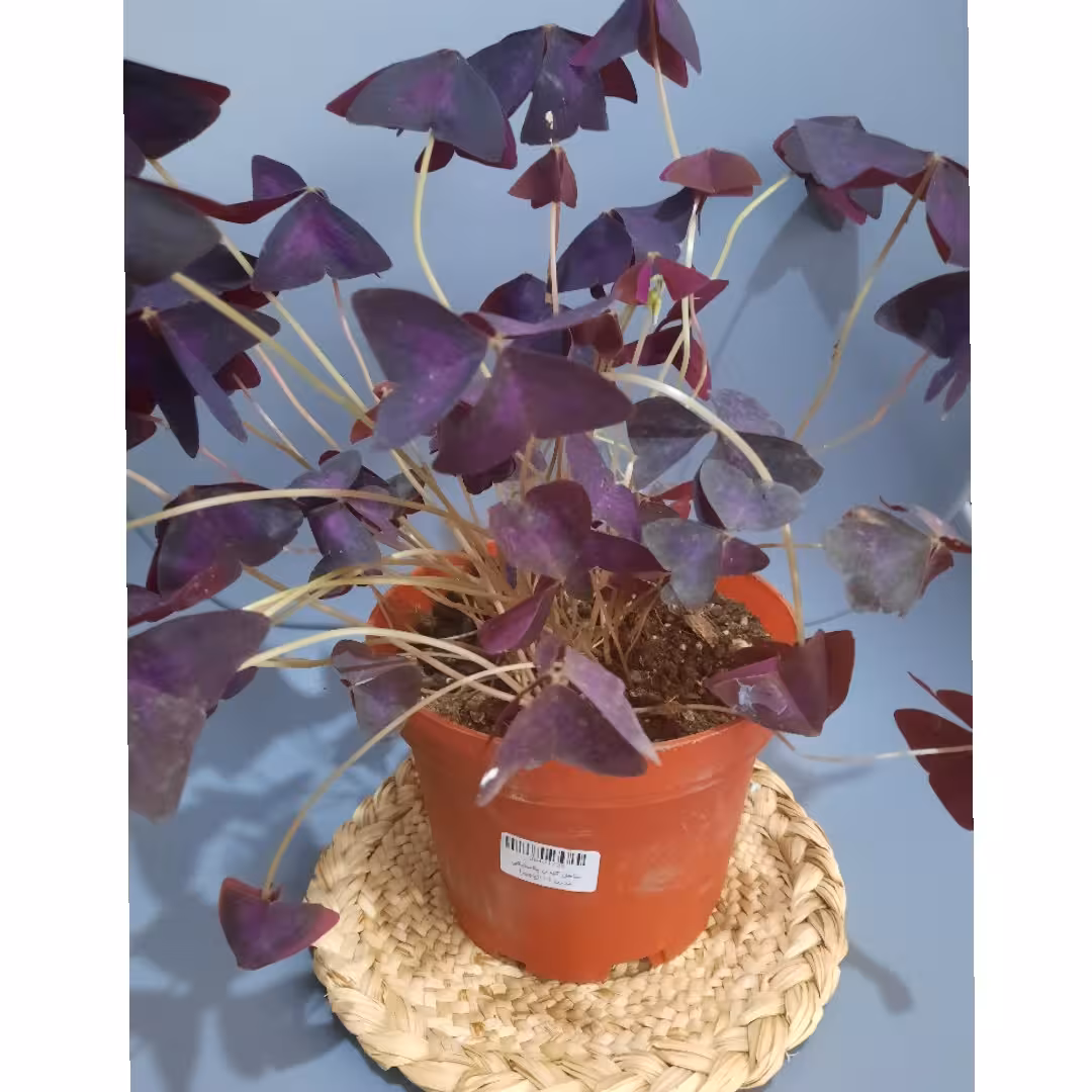 ازالیس یا پروانه ای همراه گلدان مدرن پاچیرا