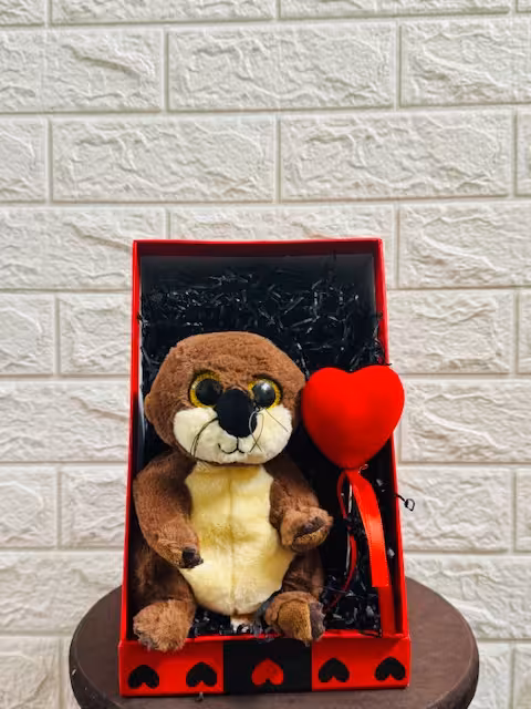 پک ولنتاین وکادویی سمور چشم تیله ای