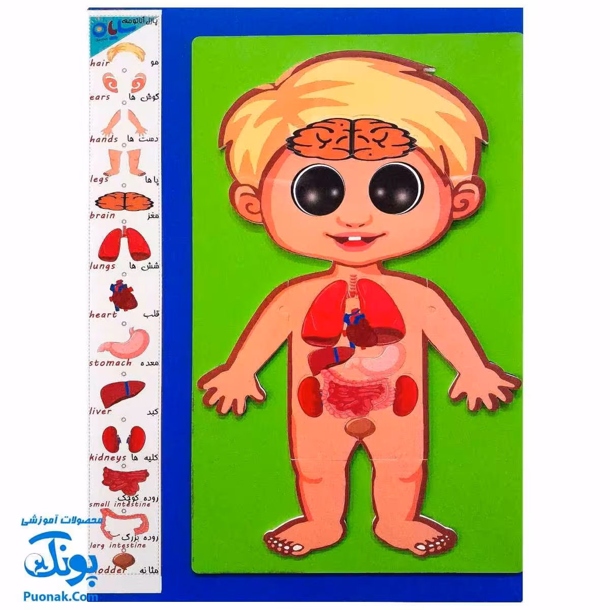 پازل آناتومی بدن انسان چوبی سایان 18 قطعه