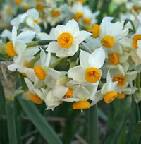 پیاز گل نرگس شیراز