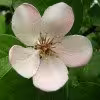 شکوفه به