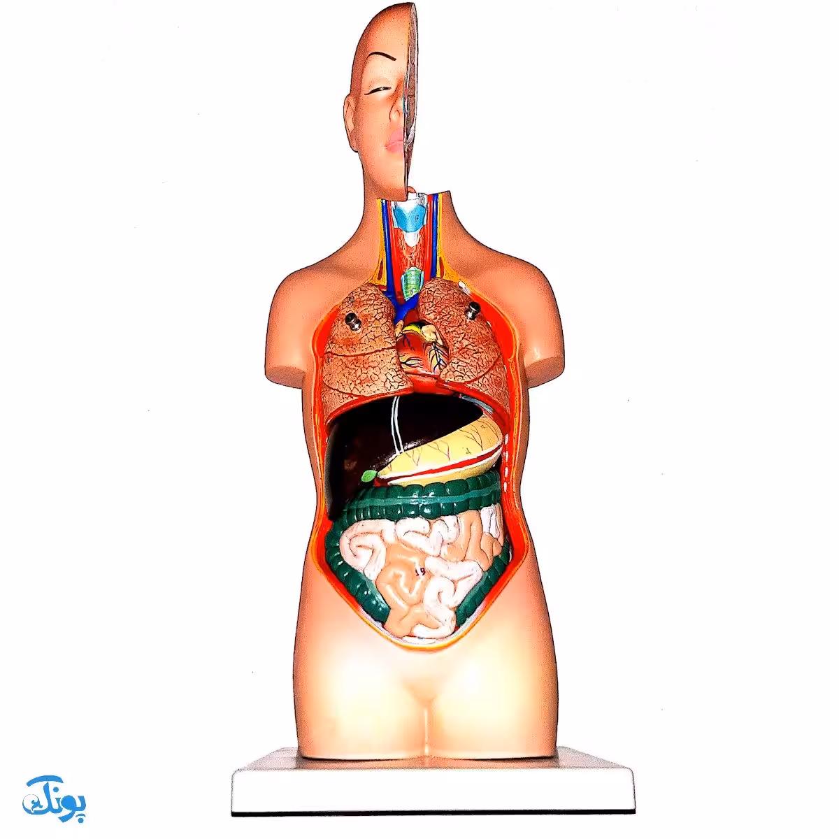 مولاژ نیم تنه انسان (1/2 اندازه طبیعی)
