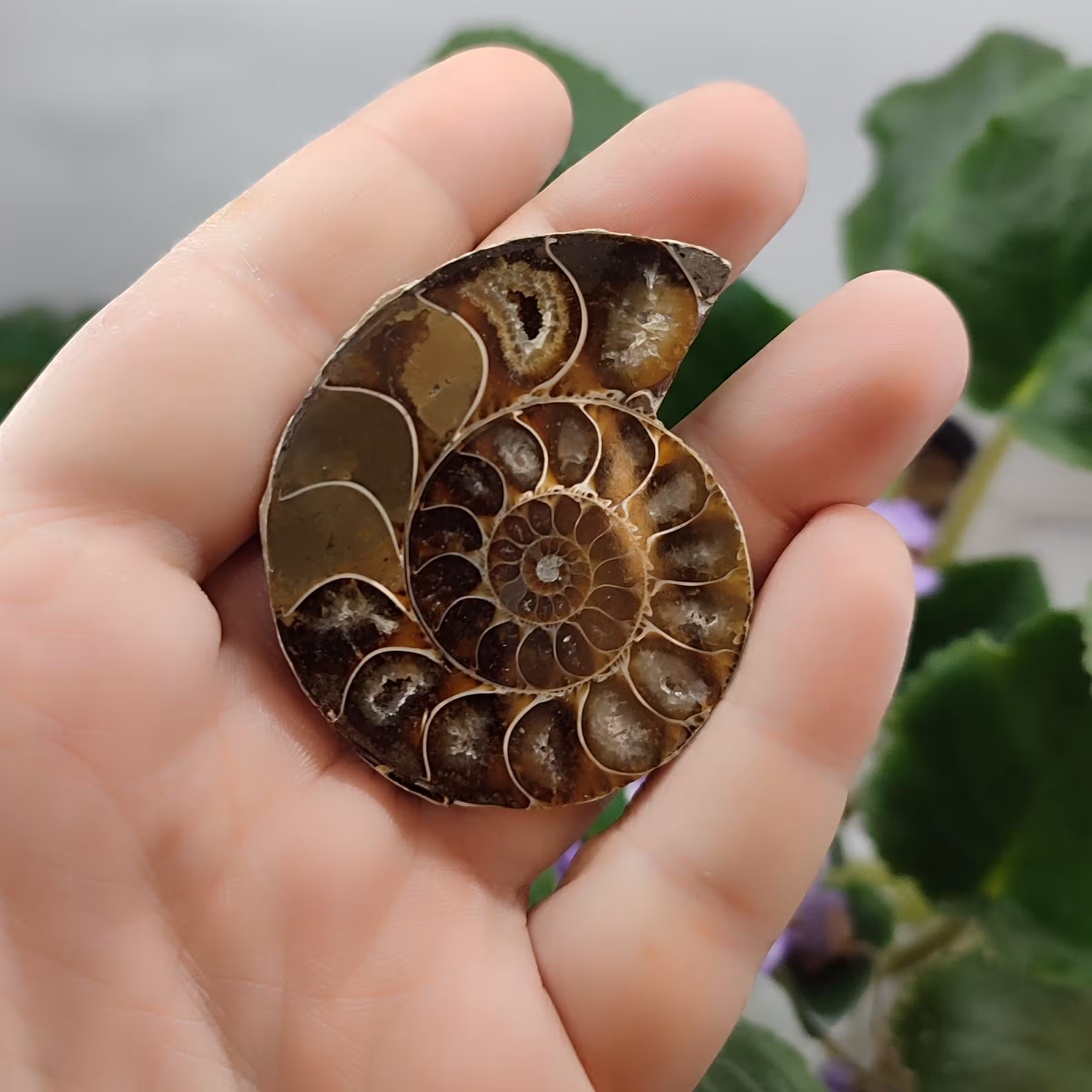 فسیل آمونیت کد 9