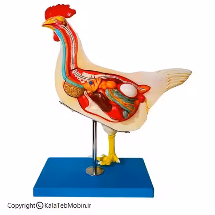 مولاژ آموزشی مرغ