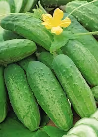 بذر خیار خاردار SMR 58