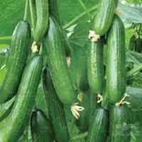 بذر خیار گلخانه ای گالاردو خانگی 10 عددی