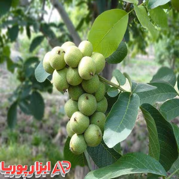 نهال گردو خوشه‌ای