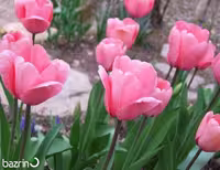 پیاز گل لاله هلندی، رنگ صورتی، یک عدد
